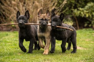 three working german sheperds