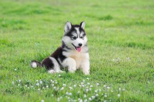 cute siberian husky puppy in grass