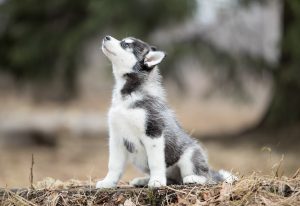 cute husky puppy