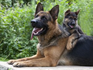 guard dog and puppy