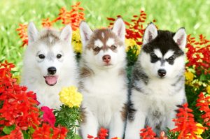 group of husky puppies