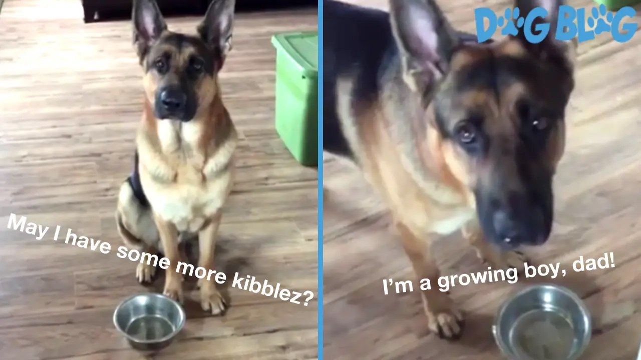Hungry German Shepherd Gets More Kibblez