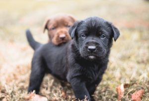 cute black lab puppy