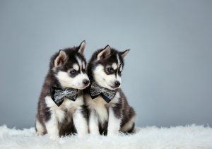 twin husky puppies