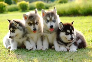 siberian husky puppies