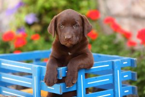 chocolate lab in fence