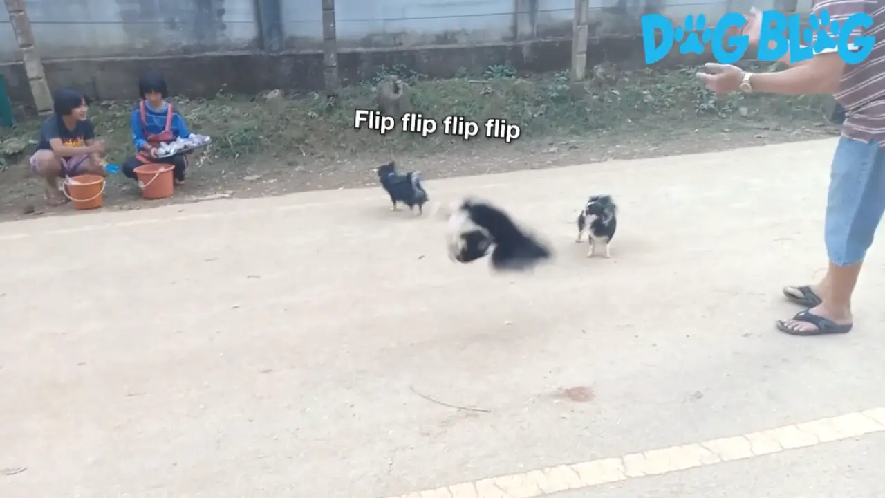 Chihuahuas Do Backflips