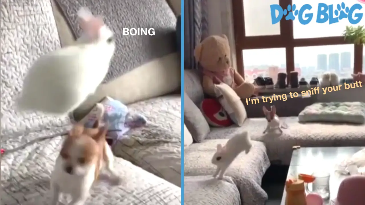 Rabbit Hops Over Dog
