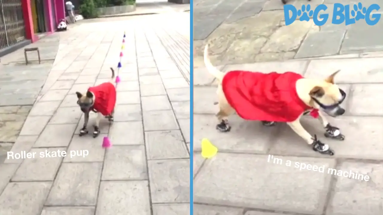 dog roller skating