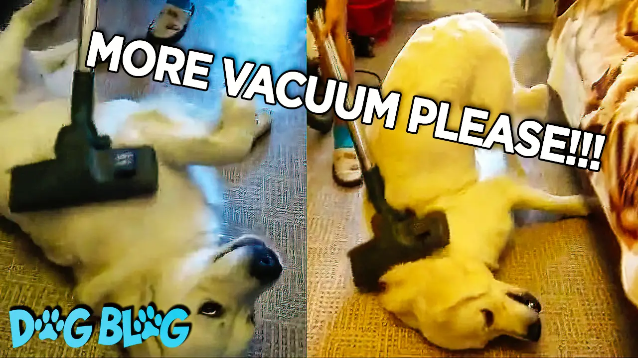 dog loves being vacuumed