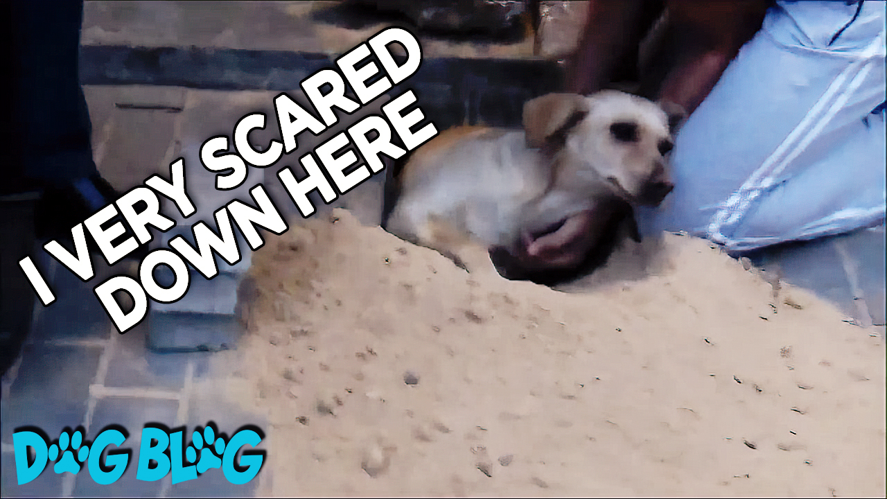 Trapped Dog is Rescued