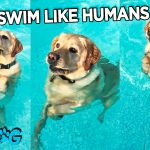 Dog Stands Up in Pool