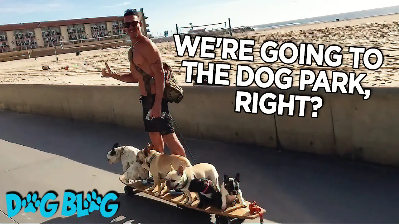 Dogs on Longboard