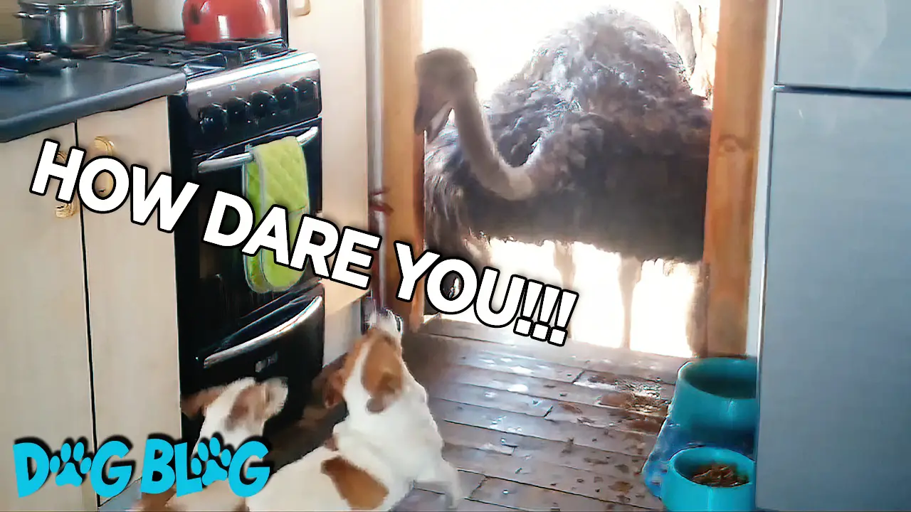 Ostrich Steals Dog Food