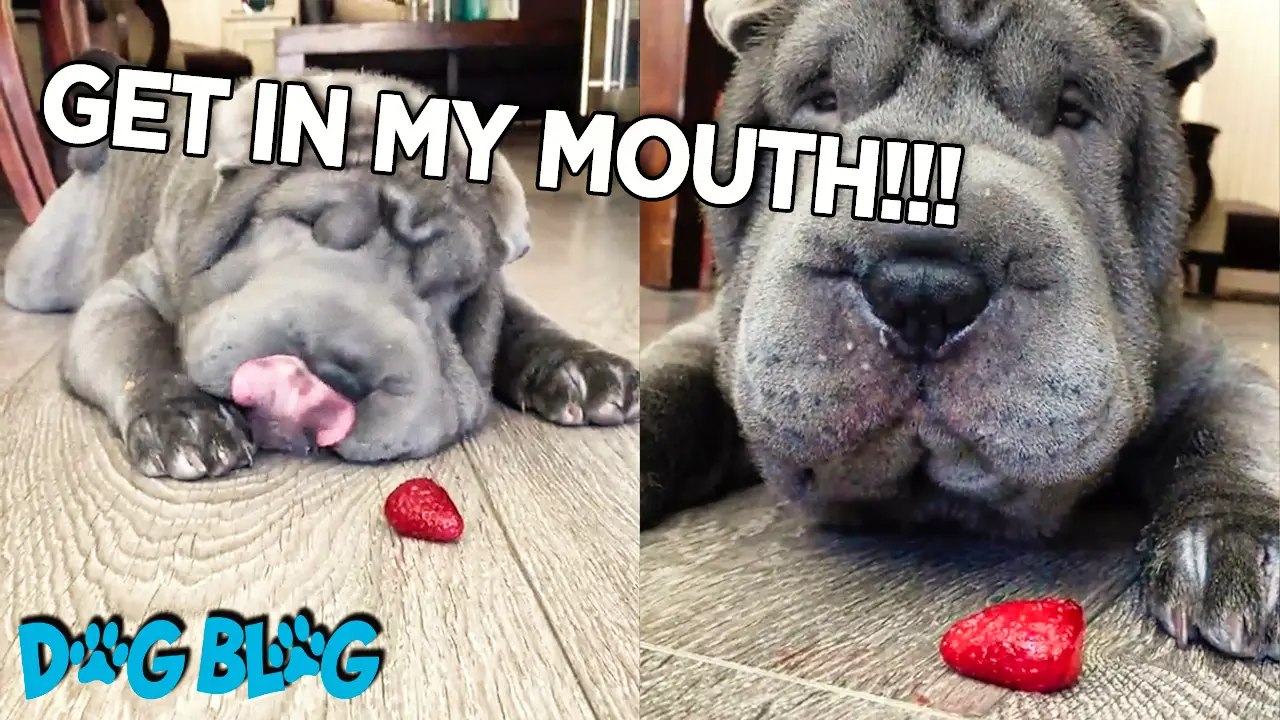 shar pei puppy eats strawberry