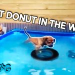 dogs get tire out of pool