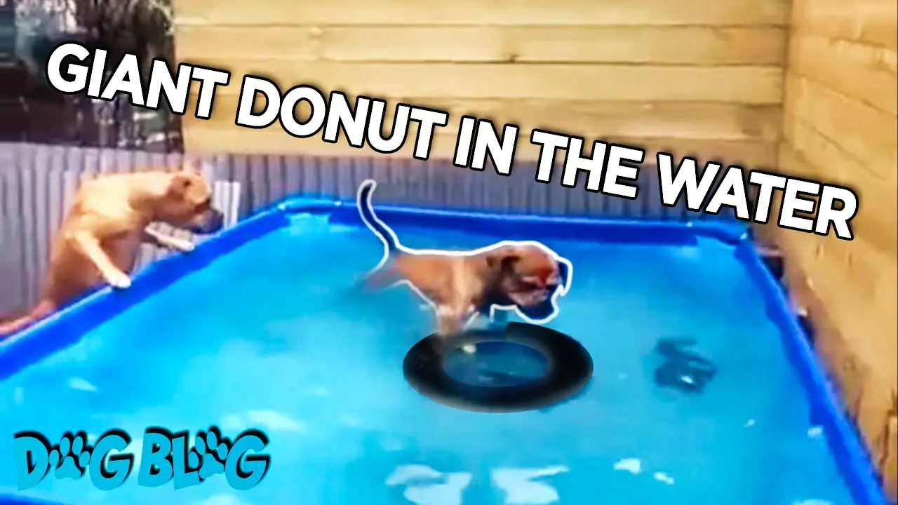 dogs get tire out of pool