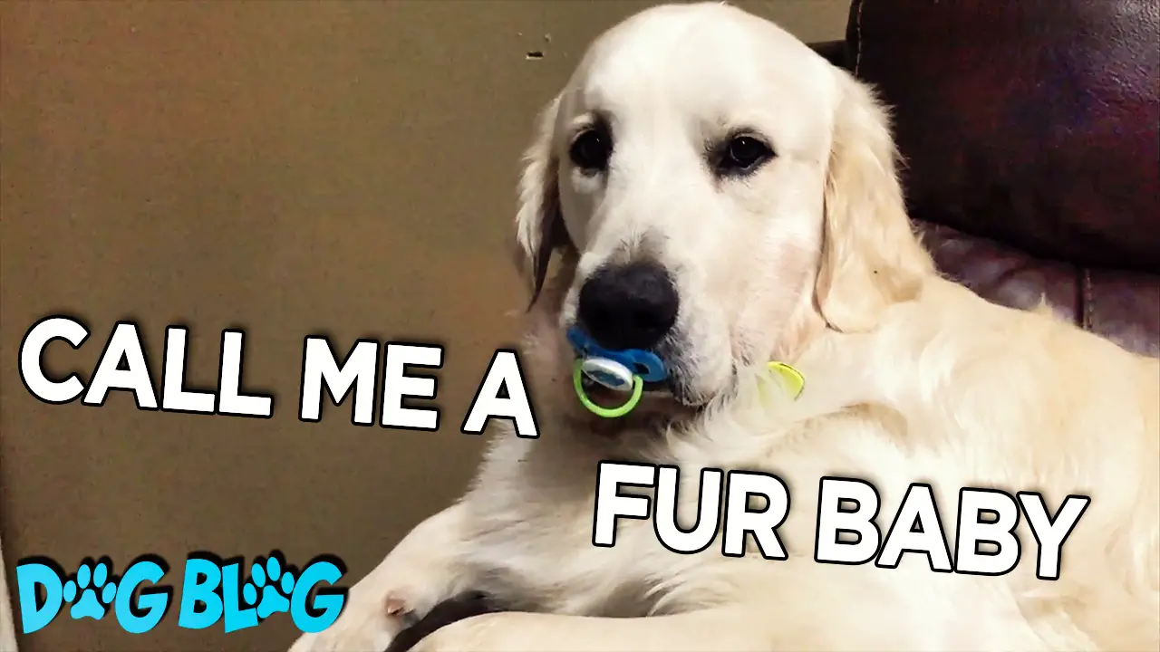 Dog with pacifier