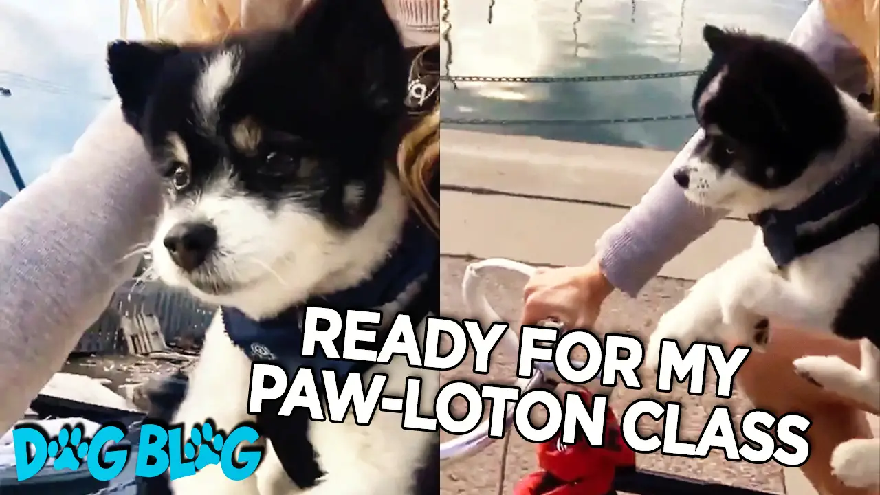Dog pedals with mom