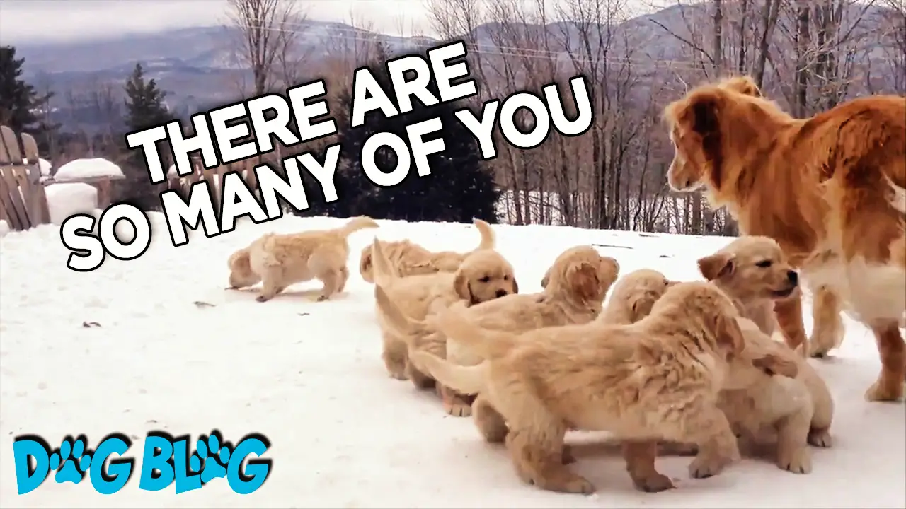 mom dog plays with puppies