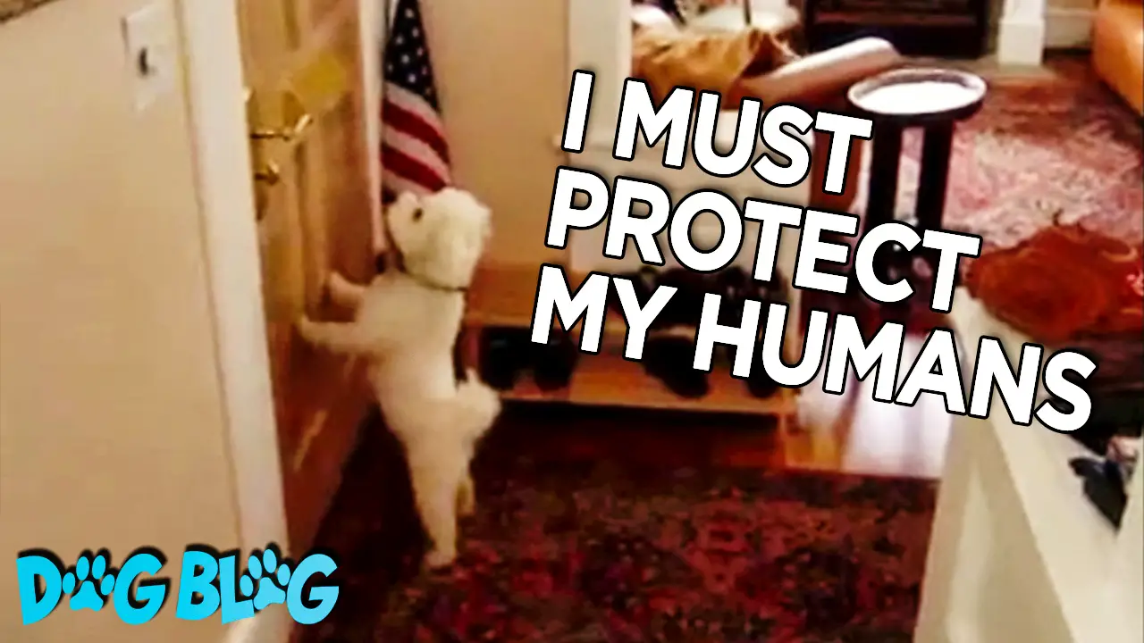 dog attacks the mail