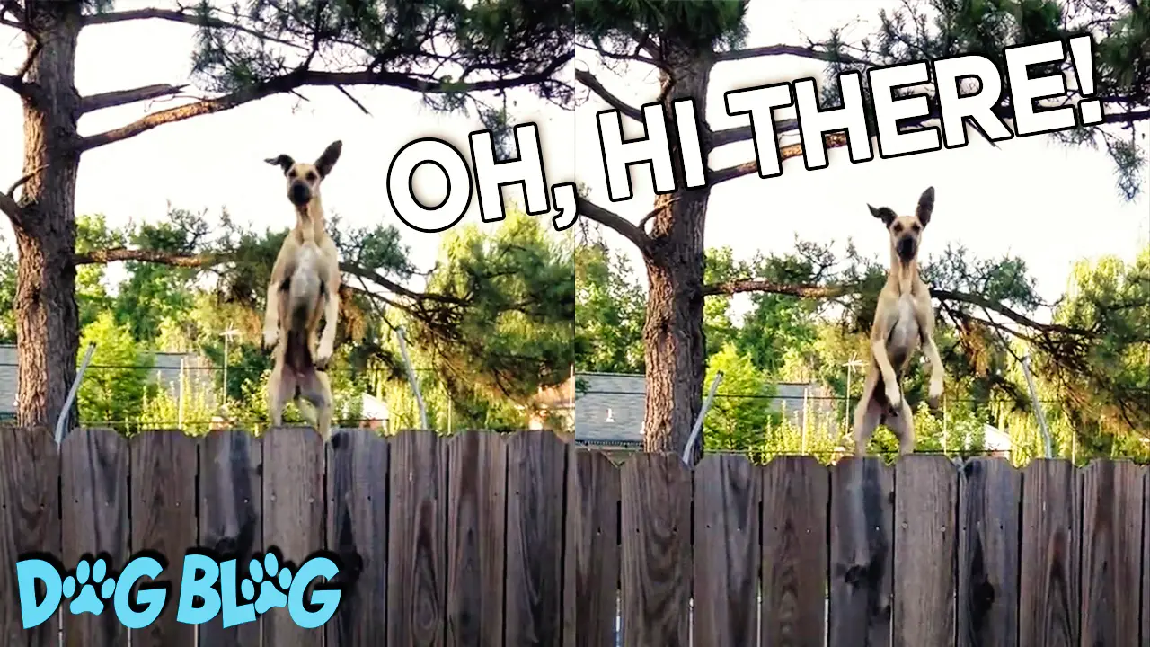 great dane jumps on the fence