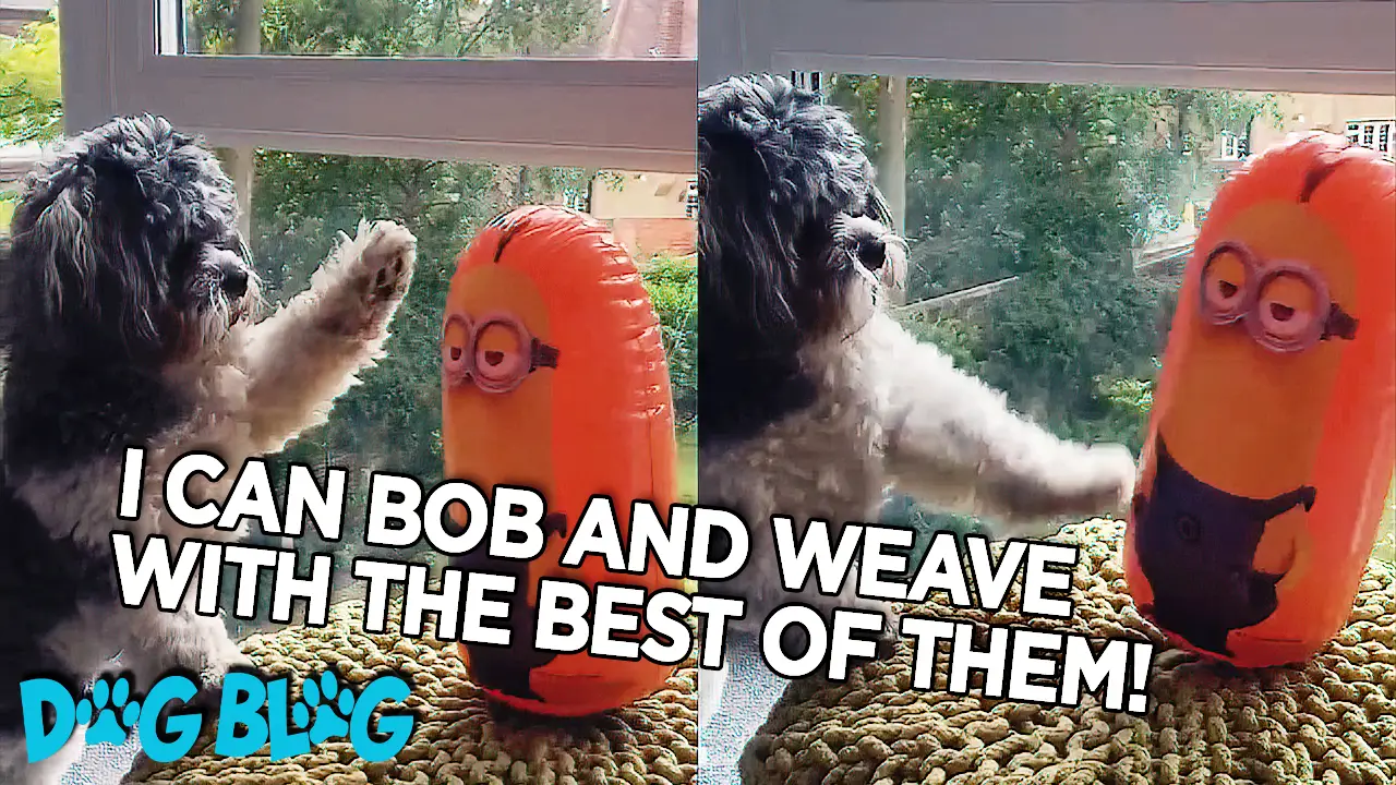 dog fights punching bag