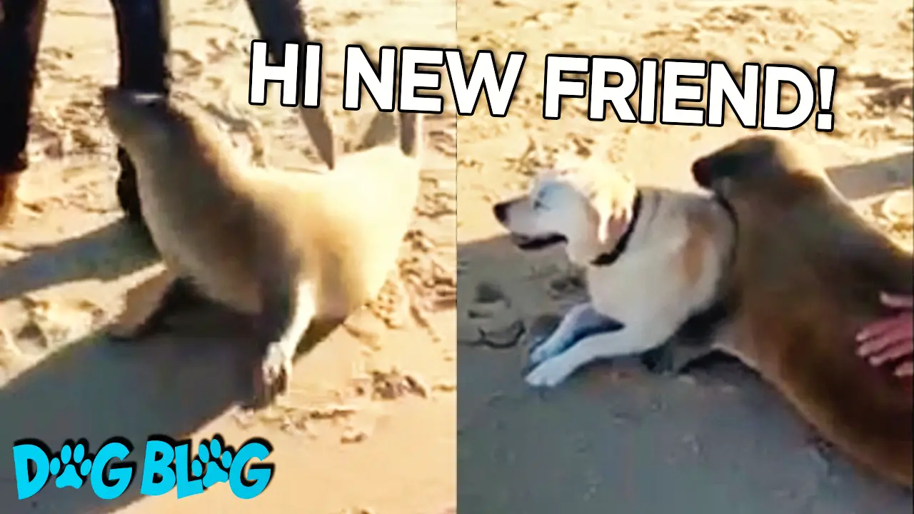 seal snuggles dog