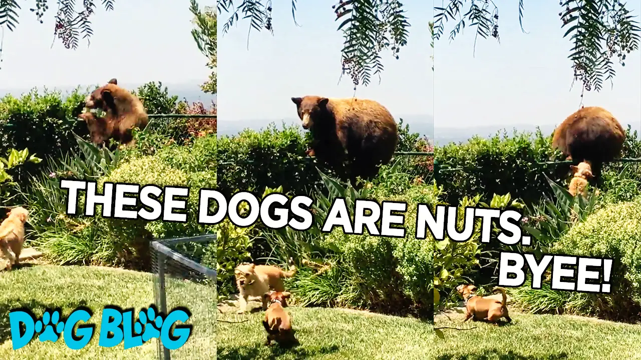 Dogs scare away bear