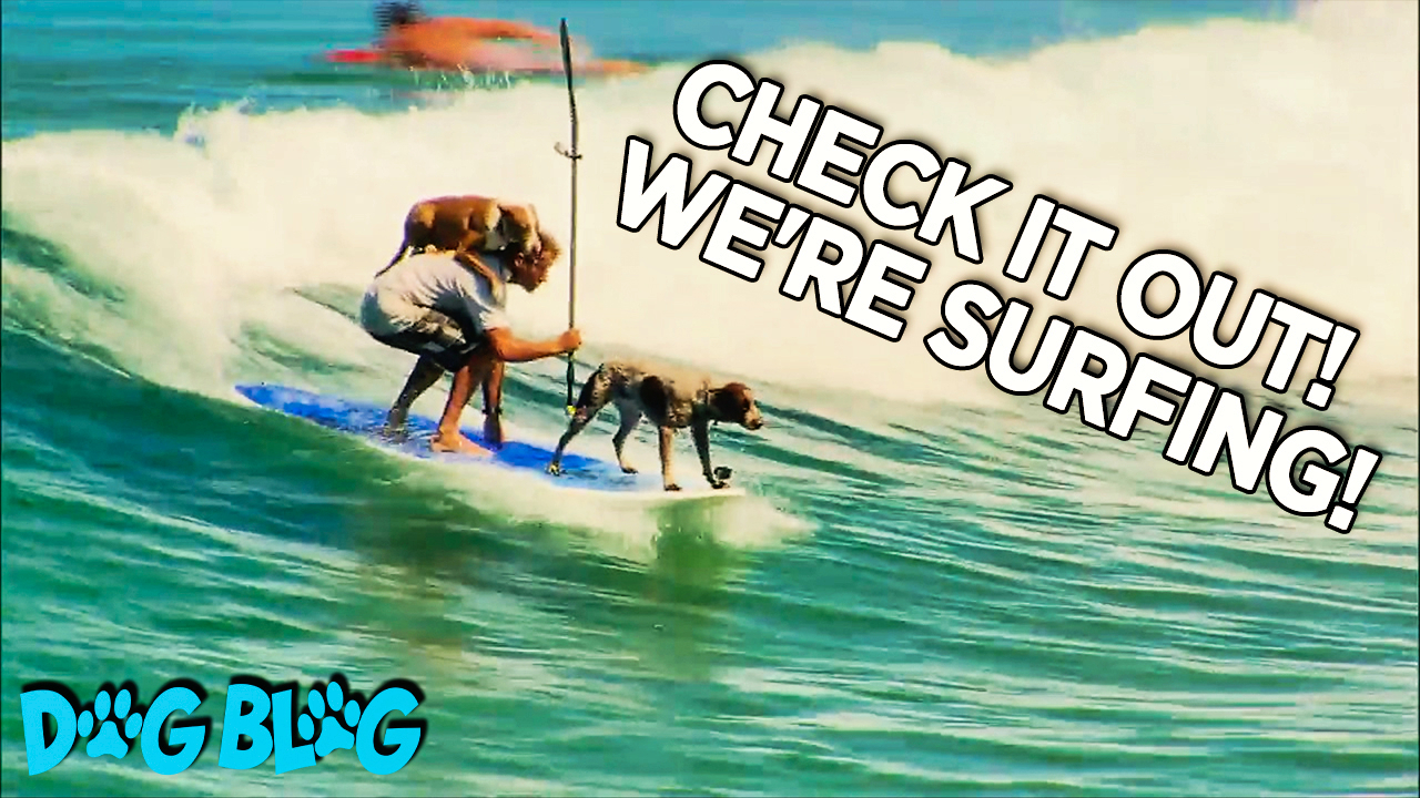 Dogs Surf