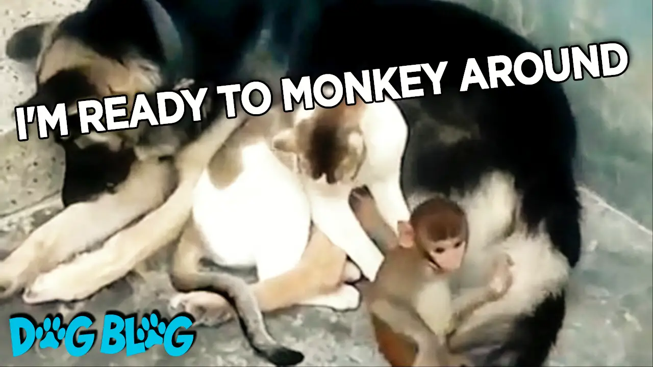 monkey, cat, and dog play