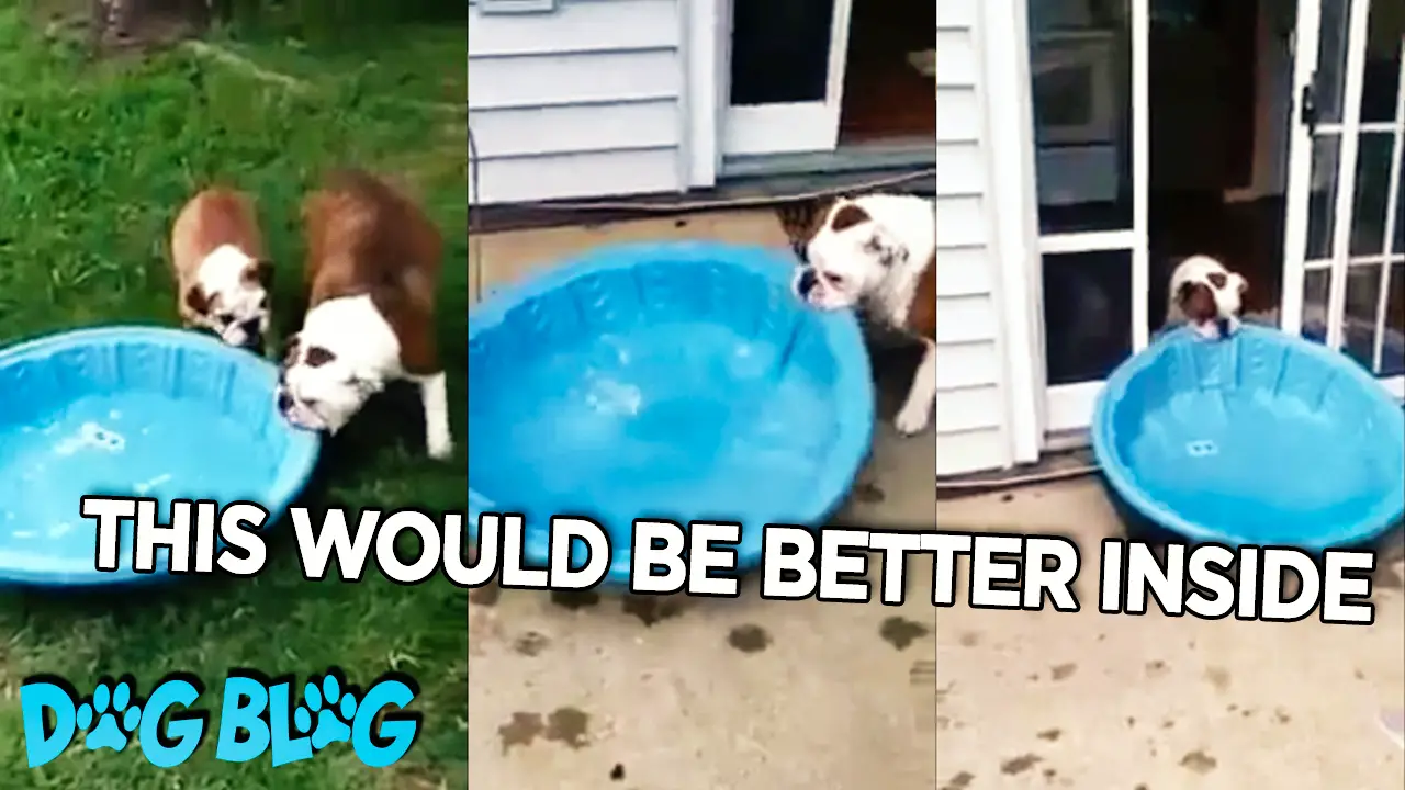dog brings pool inside