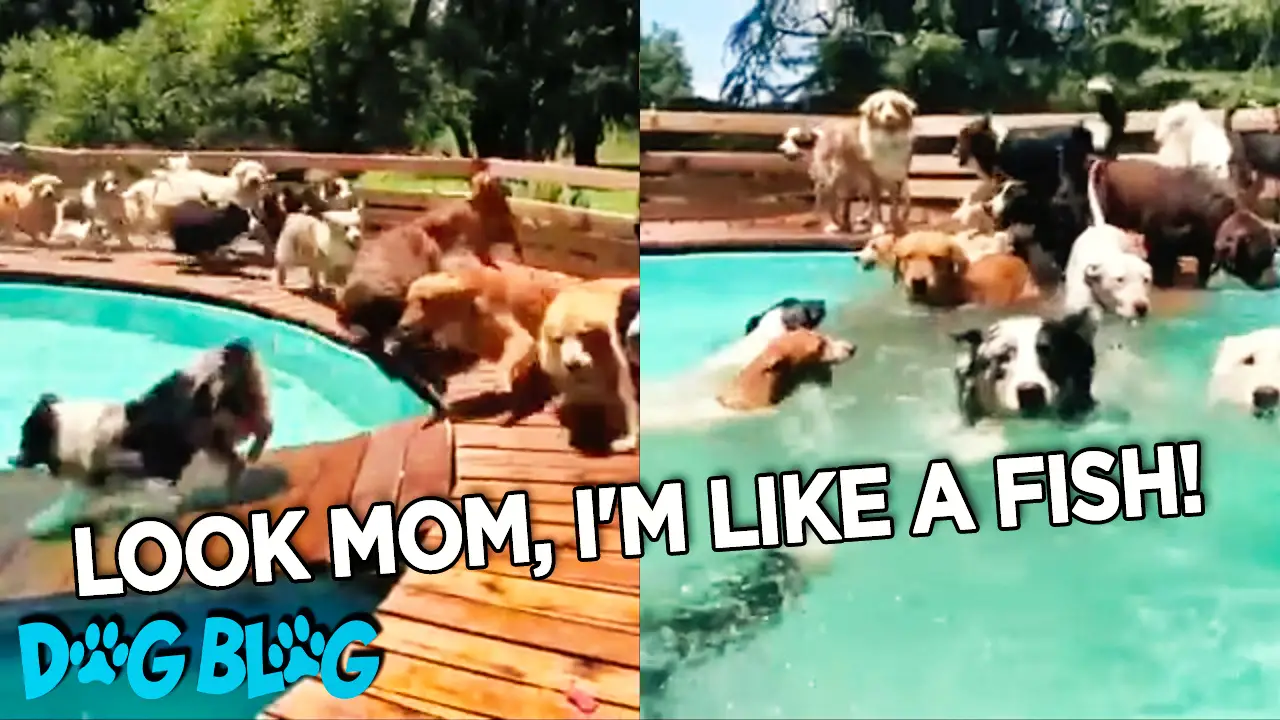 dog have a pool party