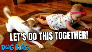 Dog teaches baby to crawl