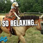 Dog horseback riding