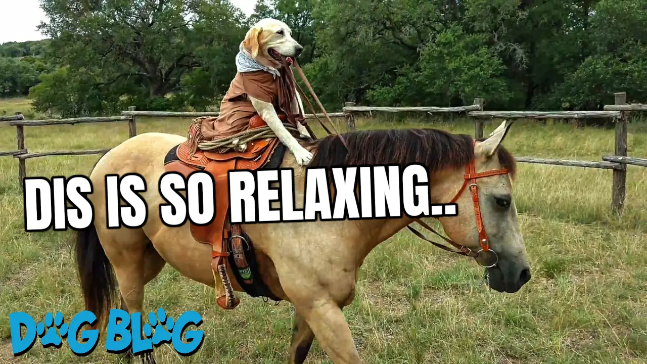 Dog horseback riding