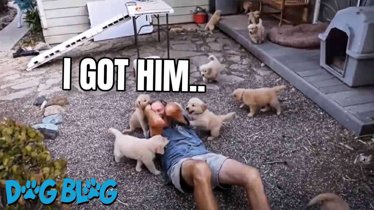 Man Plays with Puppies