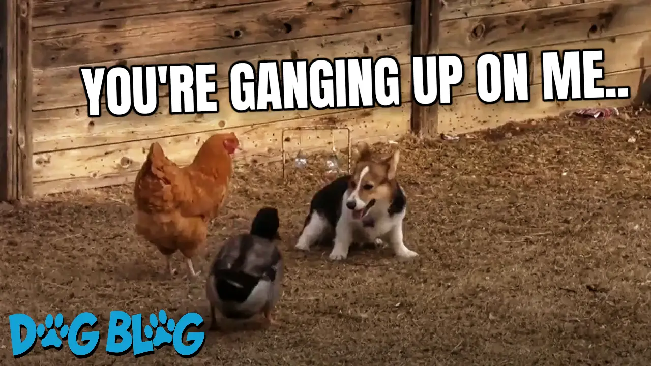 Corgi Plays with Chicken