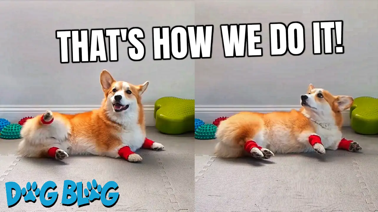 Dog Working Out