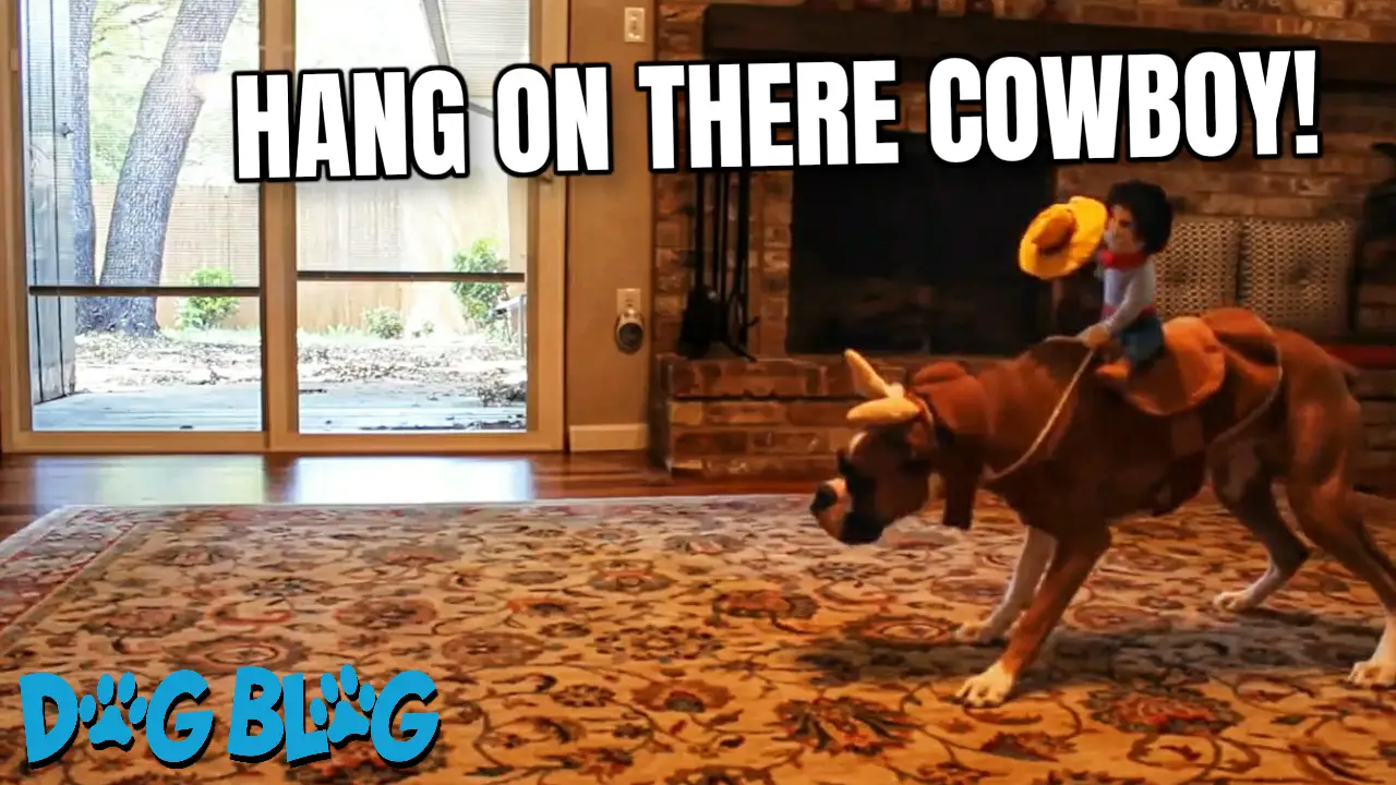 Dog in Cowboy Costume