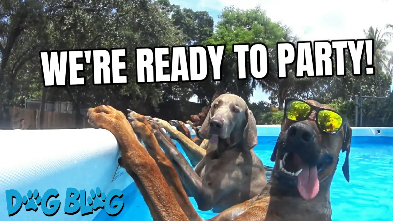 Dog Pool Party