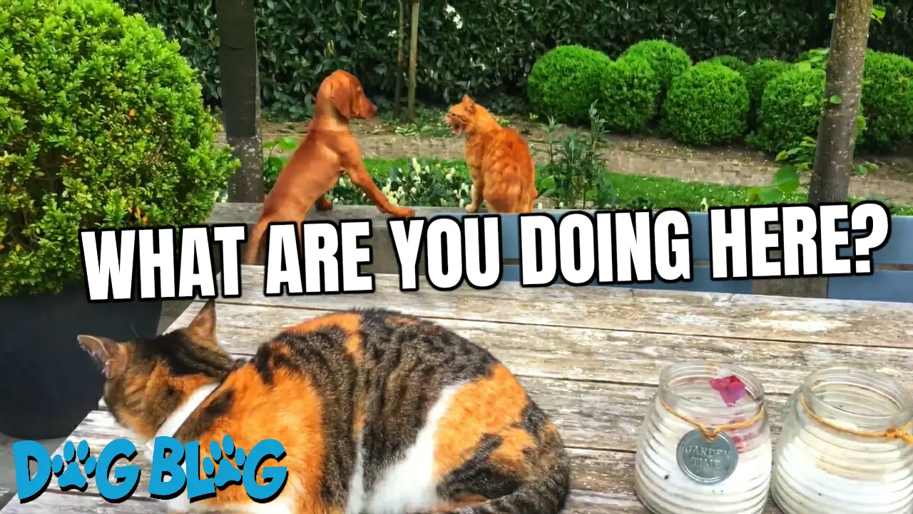 Cat Sticks Up for Dog