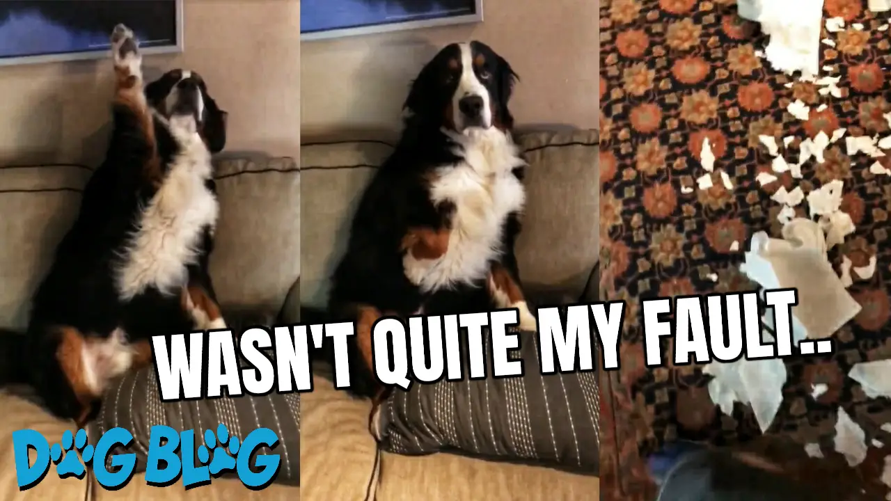 Dog Raises Paw