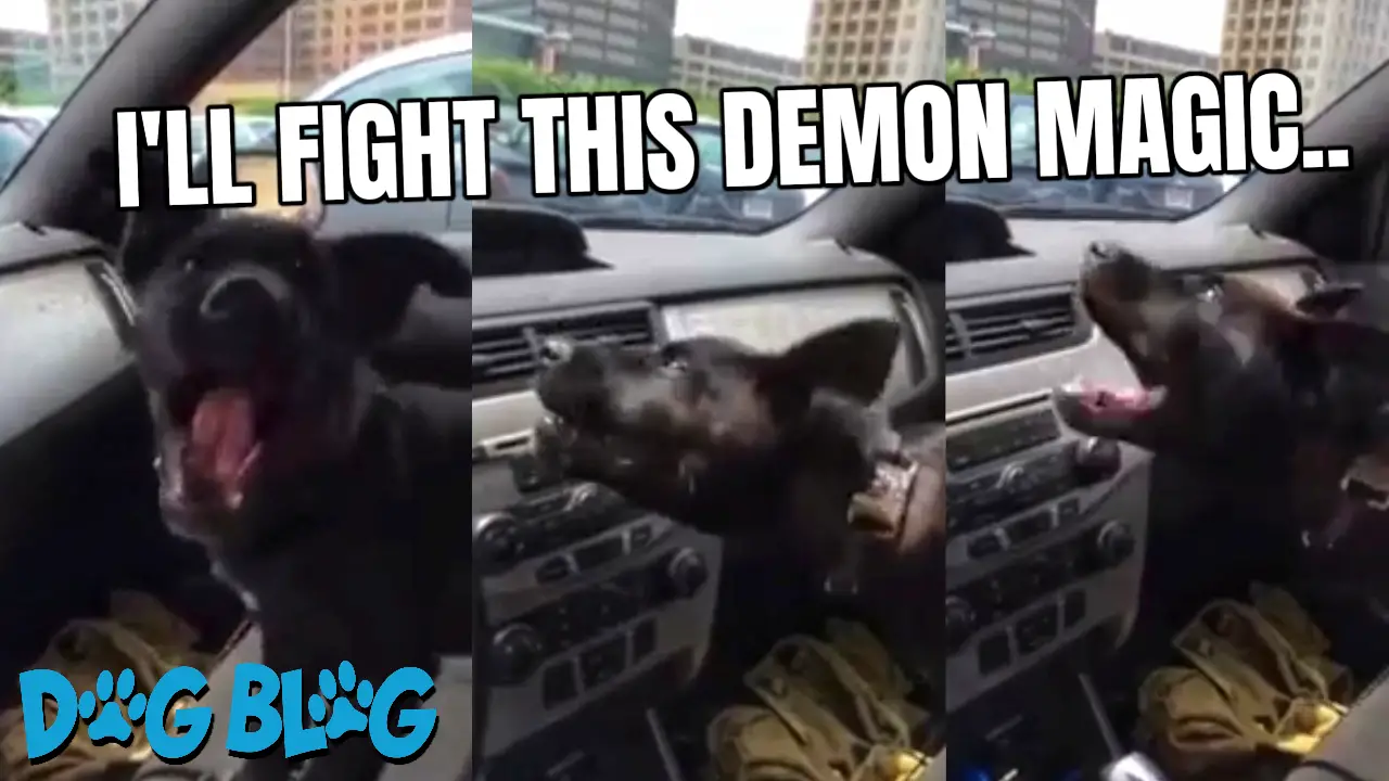 Dog First Time Air Conditioning