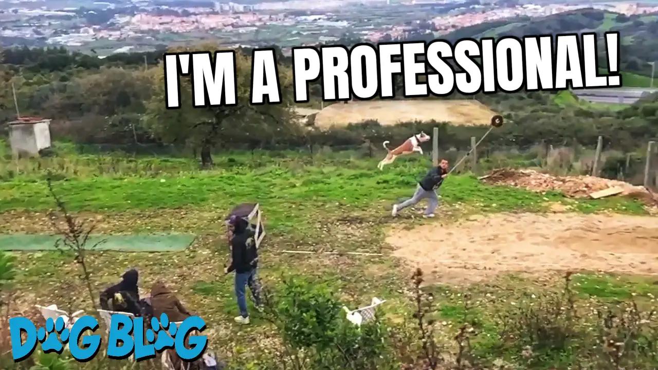 Dog Makes Long Leap