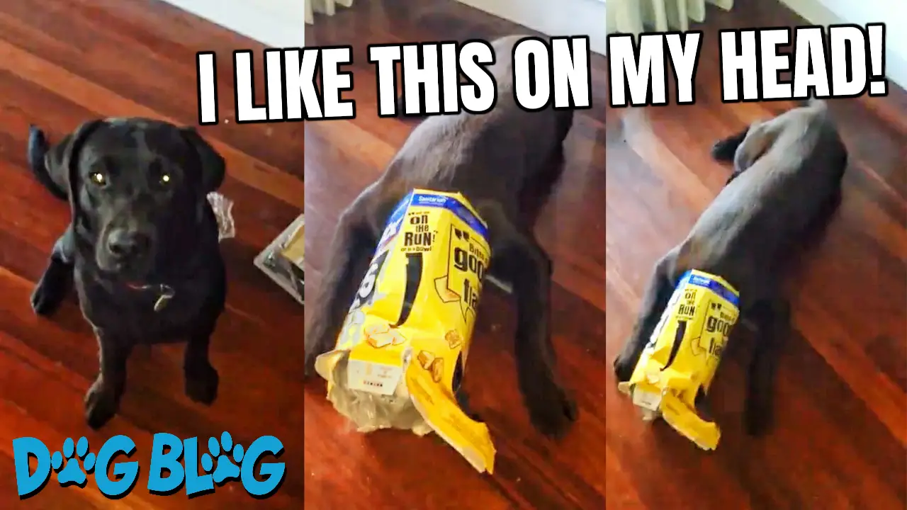 Dog Has Cereal Box on Head
