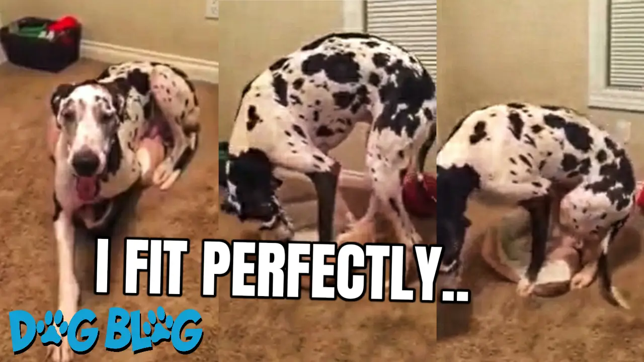 Giant Great Dane in Tiny Bed