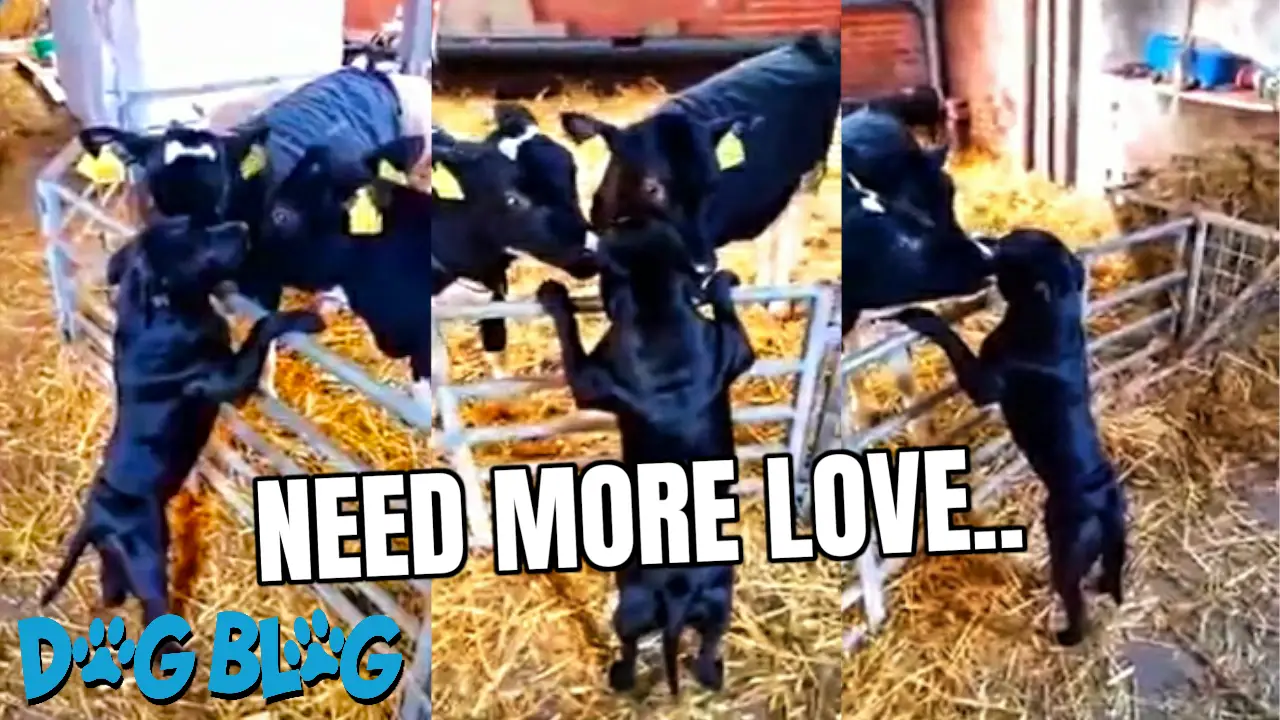 Cows Kiss Dog