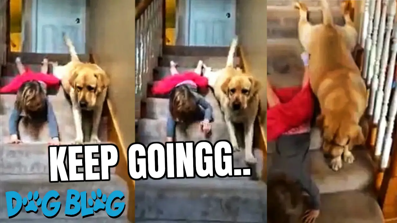 Dog Slides Down Stairs