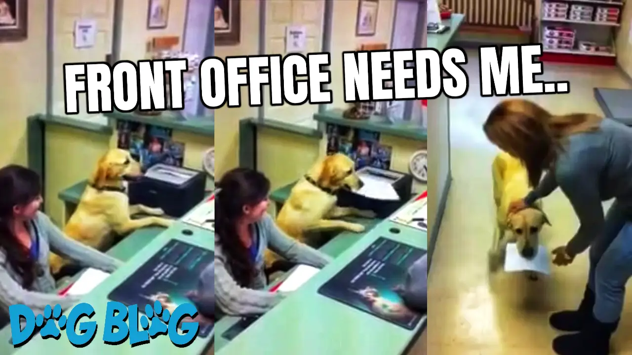 Dog is a Receptionist